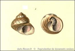 phorcus_richardi-rda-img_01