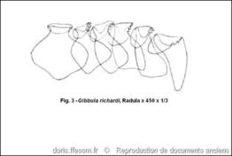 phorcus_richardi-rda-img_03