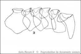 phorcus_richardi-rda-img_03