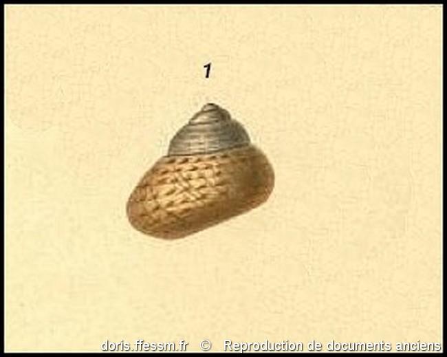 phorcus_richardi-rda-img_228