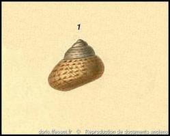 phorcus_richardi-rda-img_228