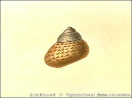 phorcus_richardi-rda-img_228