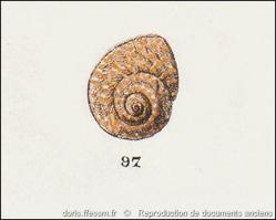 phorcus_richardi-rda-img_97