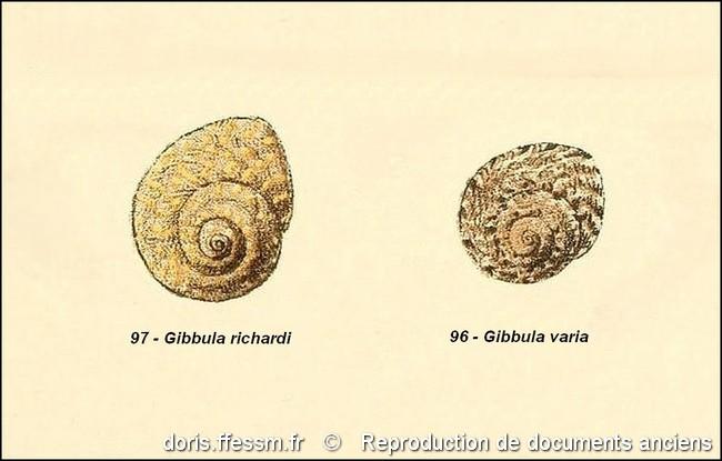 phorcus_richardi-rda-img_97