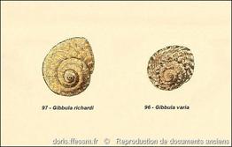 phorcus_richardi-rda-img_97