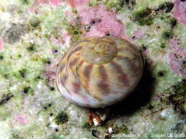 phorcus_richardi-slb-img_36969