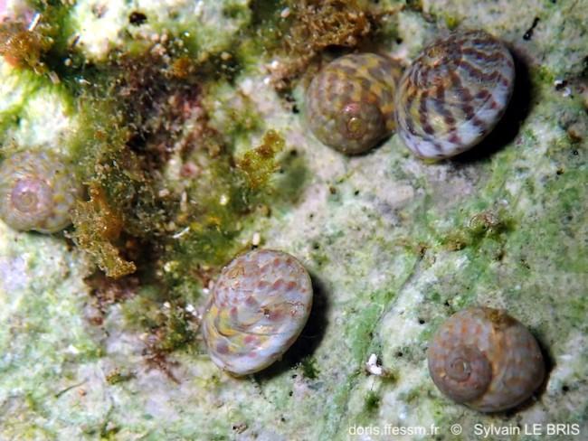 phorcus_richardi-slb-img_36969