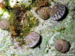 phorcus_richardi-slb-img_36969