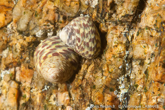 phorcus_turbinatus-vl1