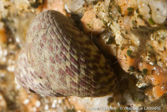 phorcus_turbinatus-vl2