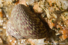 phorcus_turbinatus-vl2