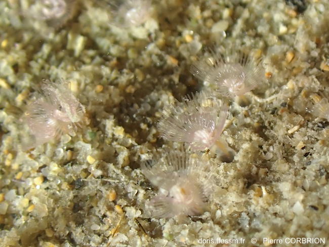 Phoronis_ psammophila-pico22