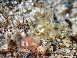 Phoronis_psammophila-fran233