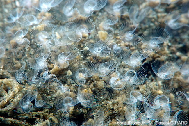 Phoronis_psammophila-pagi1