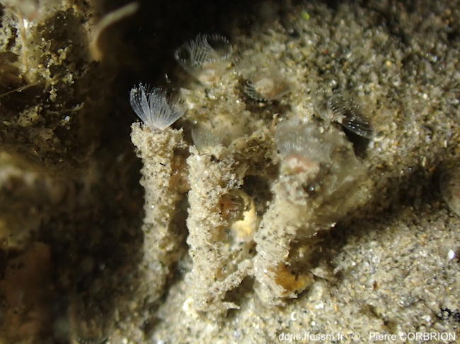 Phoronis_psammophila-pico11