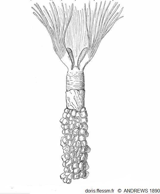 Phoronis_psammophila_aea_01