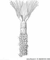 Phoronis_psammophila_aea_01