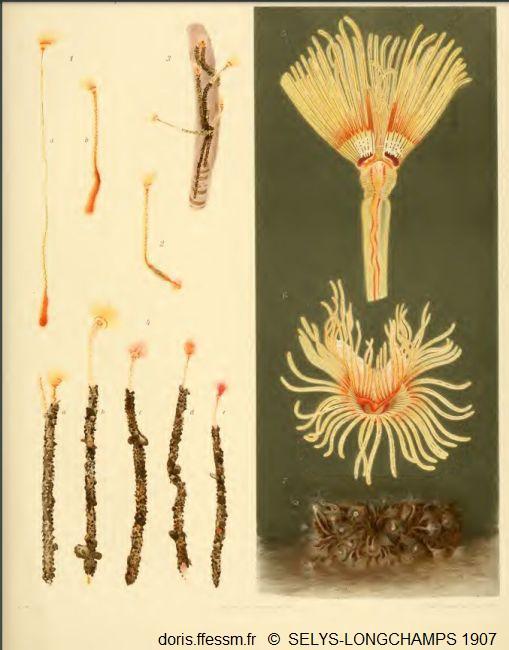 Phoronis_psammophila_s-lm_01