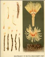 Phoronis_psammophila_s-lm_01