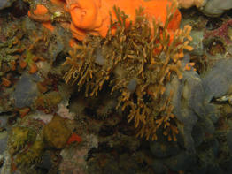 adeonella_pallasii-fa4