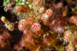 pseudodistoma_arborescens-vl1