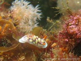 chromodoris_conchyliata-aps102