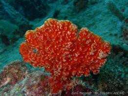 ptilocaulis_sp_fa1