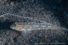 coryphopterus glaucofraenum_vl1