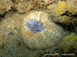 bunodosoma_biscayensis-fa1
