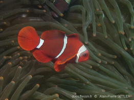 premnas_biaculeatus-apsi564
