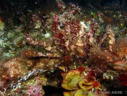 osmundaria_volubilis-fa2r