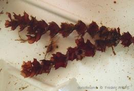 osmundaria_volubilis-fa3r
