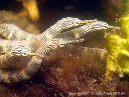 corythoichthys_haematopterus-aps188
