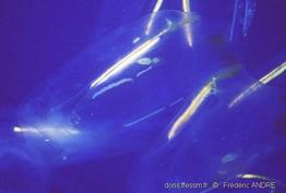 cyclosalpa_sp-fa1