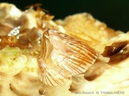 balanus_trigonus-fa6
