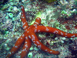 coeloplana_astericola-aps102