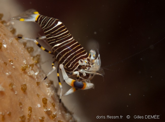 Crevette bourdon