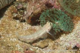 gnatholepis_anjerensis-vl1