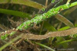 lissoclinum_bistratum-vl1