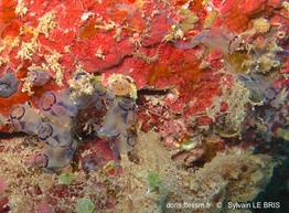 clavelina_moluccensis-fa5206