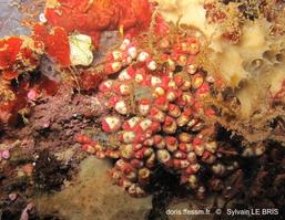 eusynstyela_sp._slb7366
