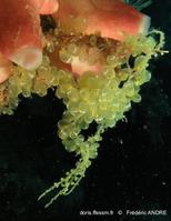 perophora_modificata-fa038