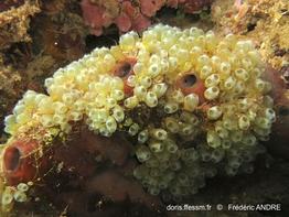 perophora_modificata-fa046