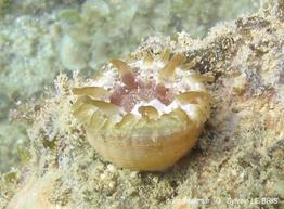 telmatactis_sp-slb7106