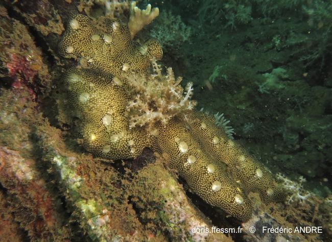 leptoclinides_reticulatus-fa249