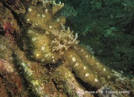leptoclinides_reticulatus-fa249