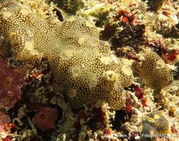 leptoclinides_reticulatus-fa009