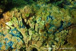 diplosoma_simile-apr8821