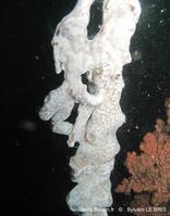 didemnum_perlucidum-slb6290