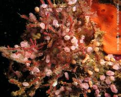 didemnum_cuculliferum-fa031